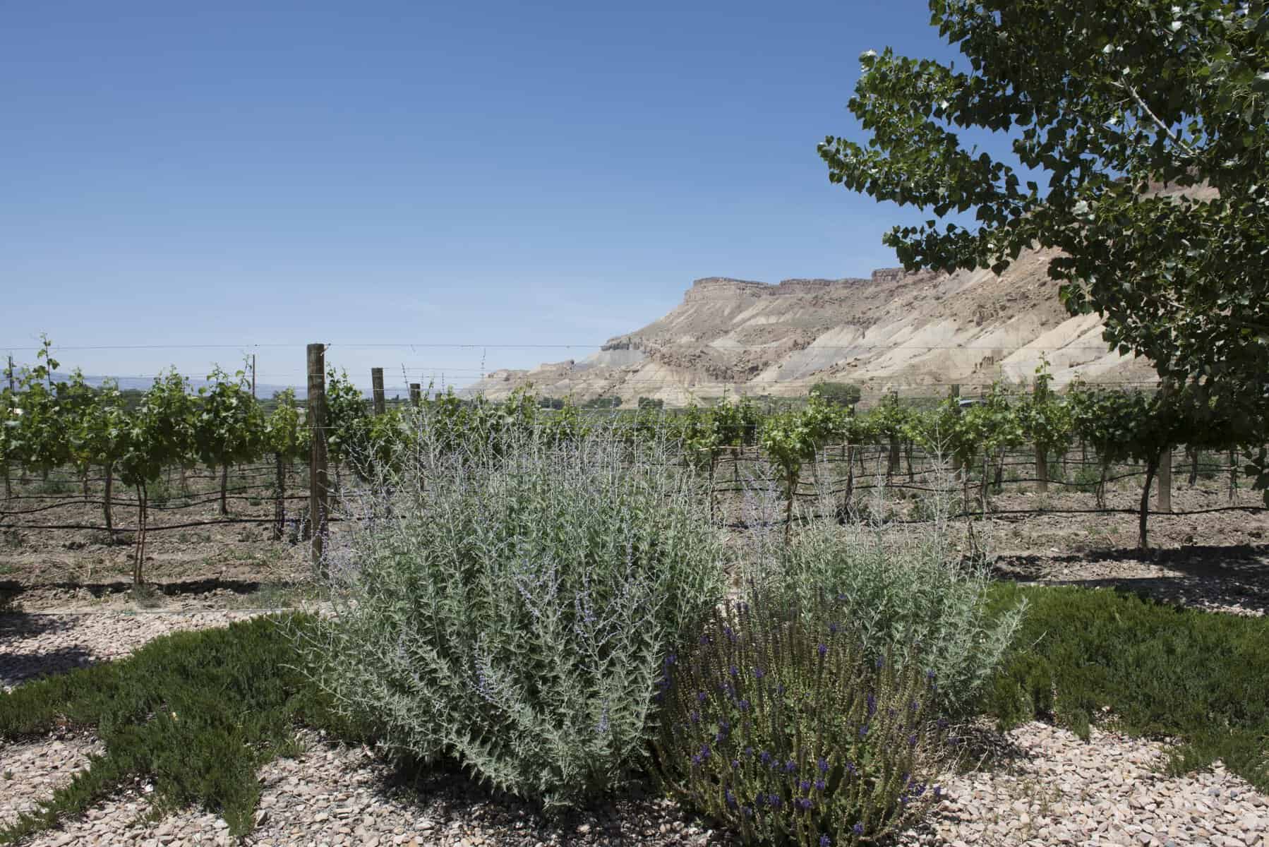 Vineyard below the Book Cliffs in Palisade, Colorado