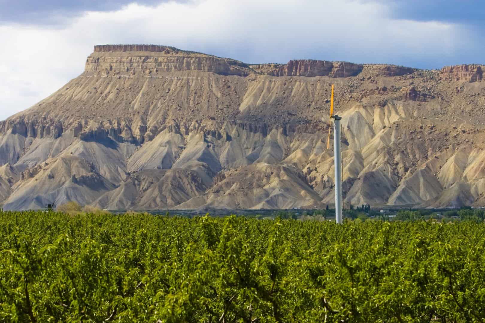 Vineyard below the mesa in Palisade wine country, Colorado
