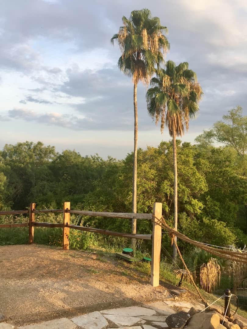 Palm trees at the McAllen Nature Center, once a botanical garden