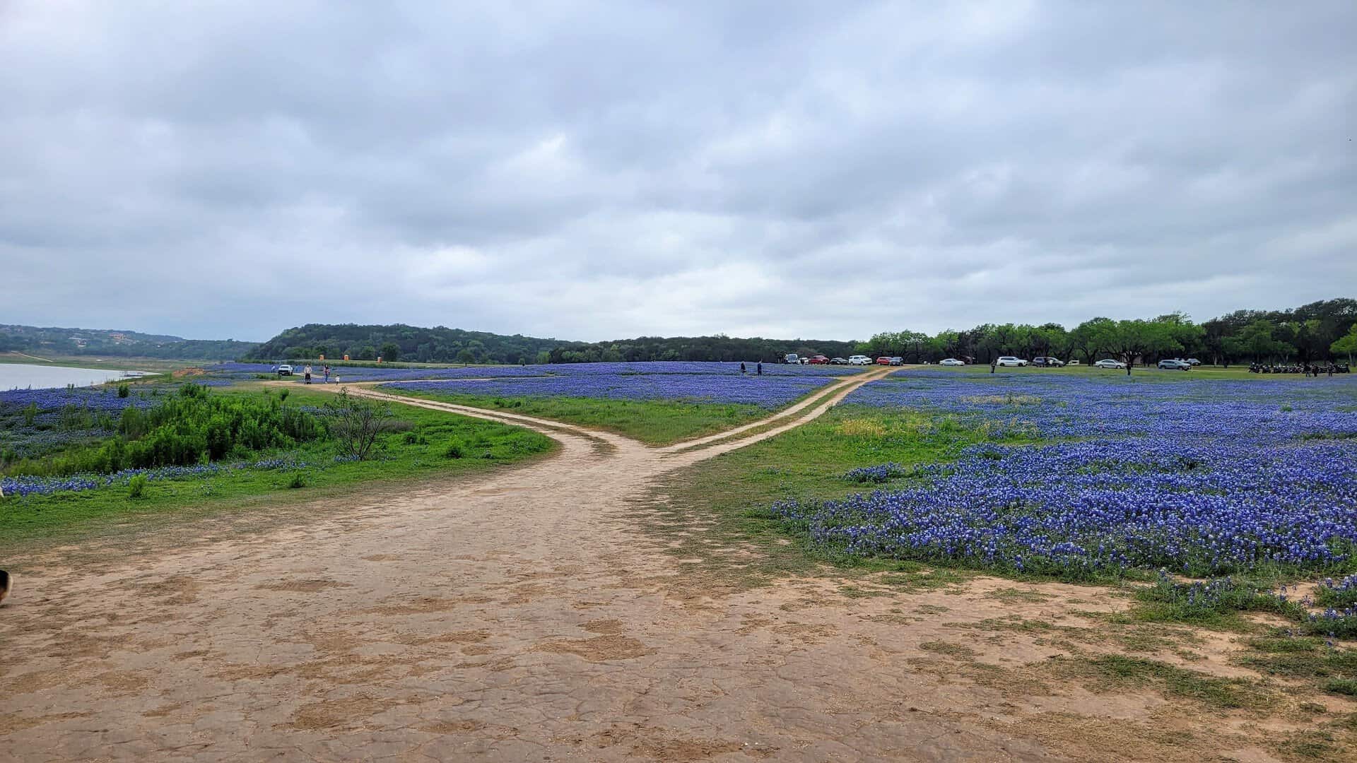 Park road with bluebonnets and Lake Travis in the distance at Muleshoe Bend