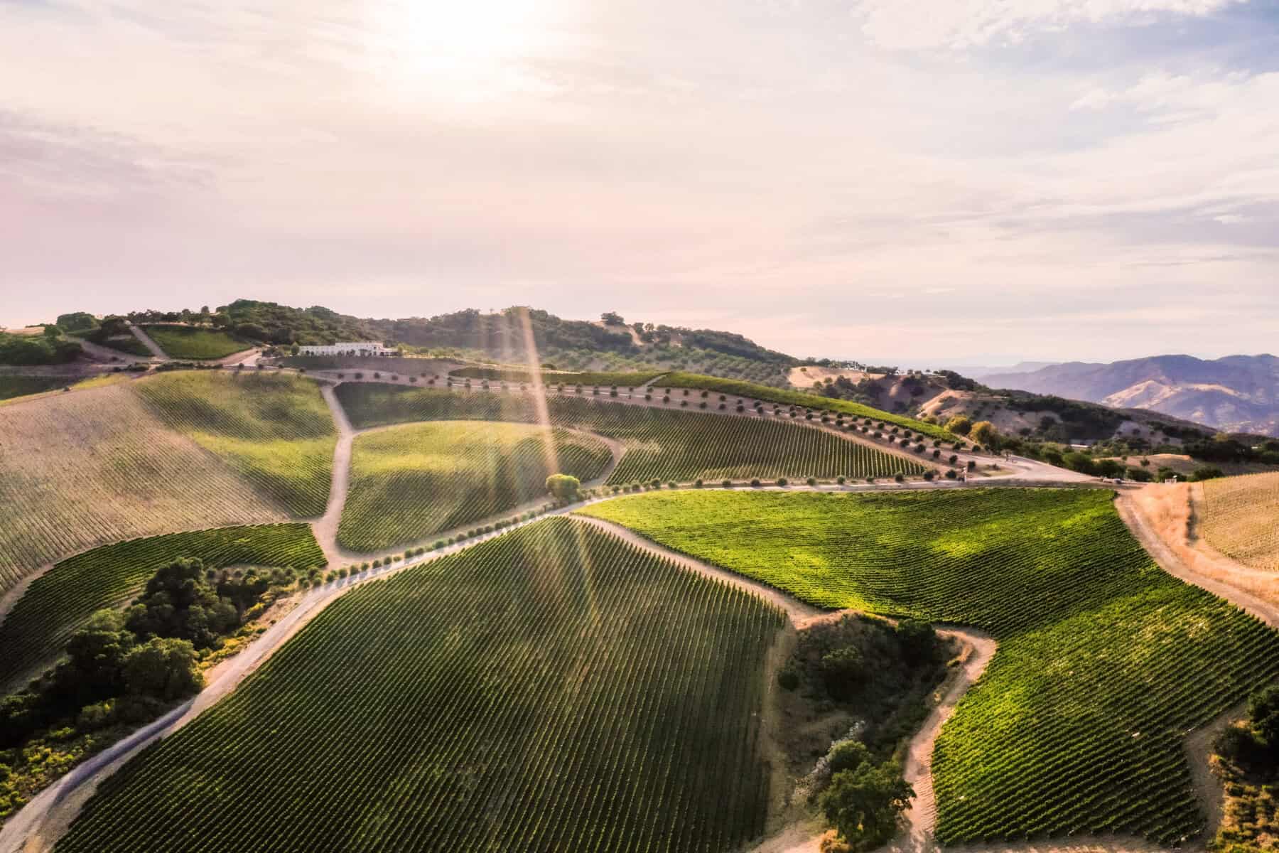 Rolling vineyards at golden hour in Paso Robles, California