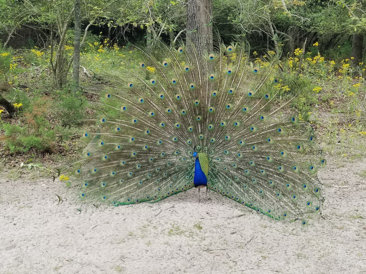 A peacock roaming the grounds at Camp Tonkawa Springs