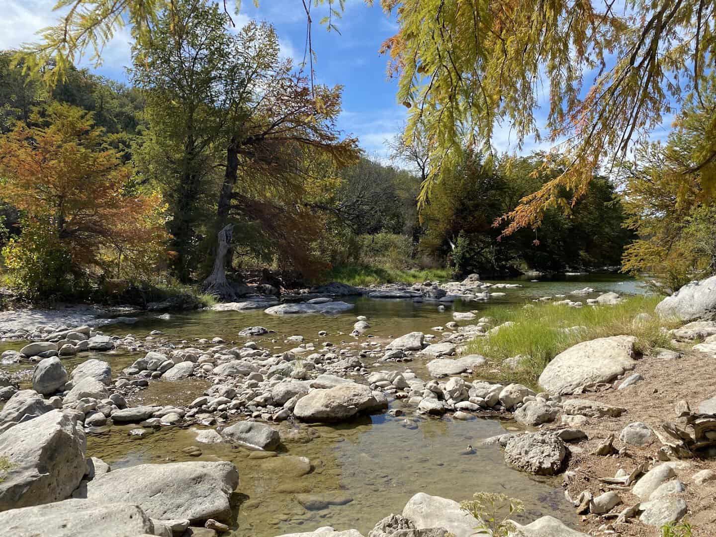 Bald cypress turning autumn colors along the Pedernales River