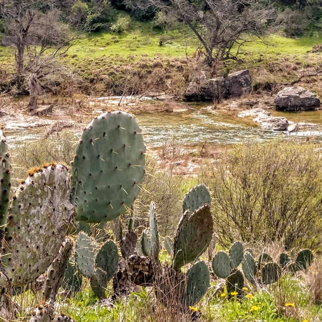 Blooming prickly pear cactus beside the Pedernales River
