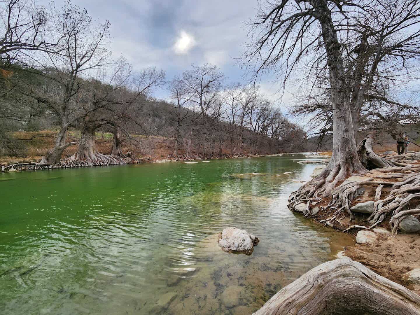 Clear green swimming hole ringed by bald cypress at Pedernales Falls State Park