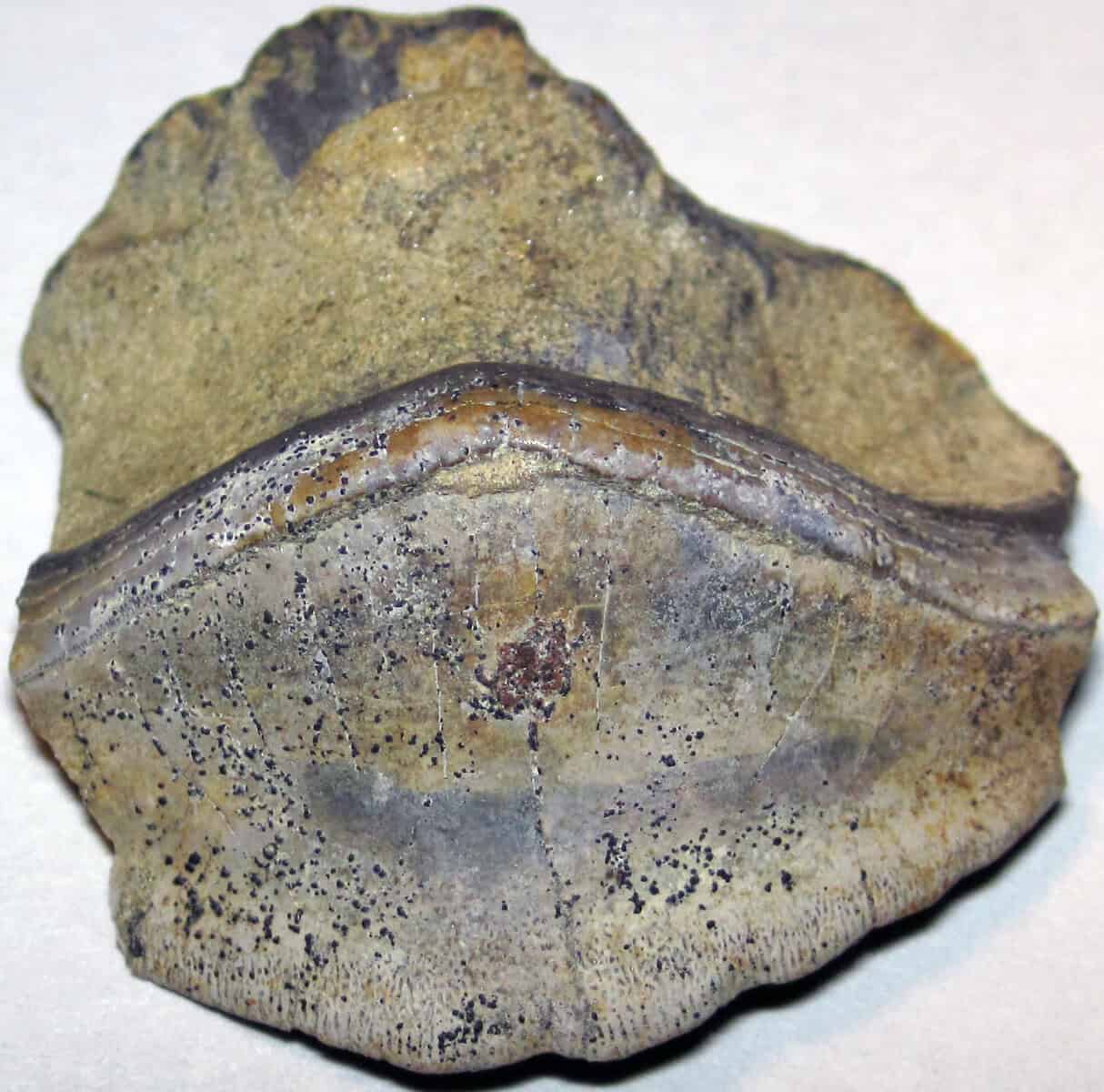Fossil tooth of Petalodus, a primitive shark from the Pennsylvanian sea