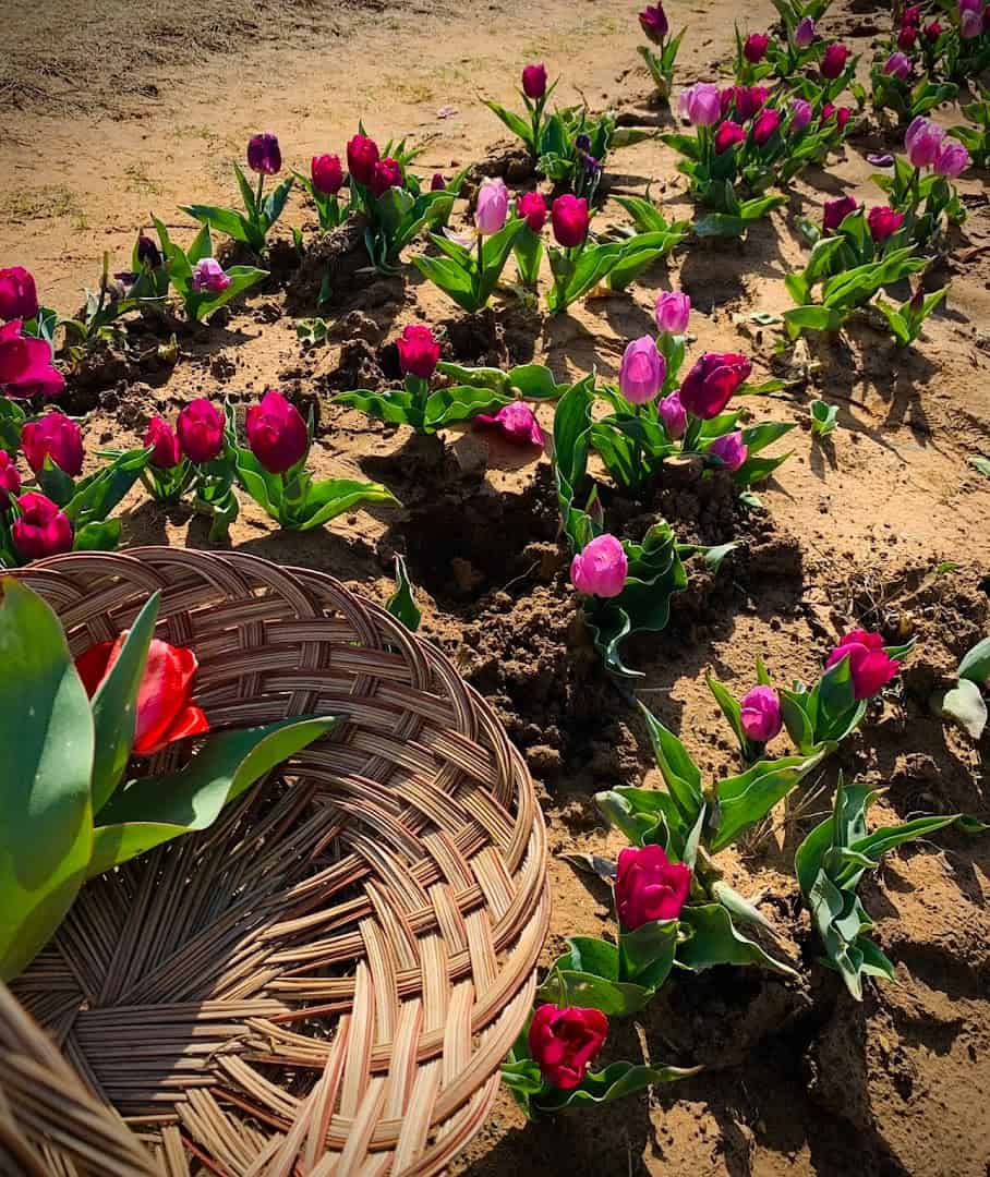 Picking basket set among purple tulips in the rows at Texas-Tulips in Pilot Point