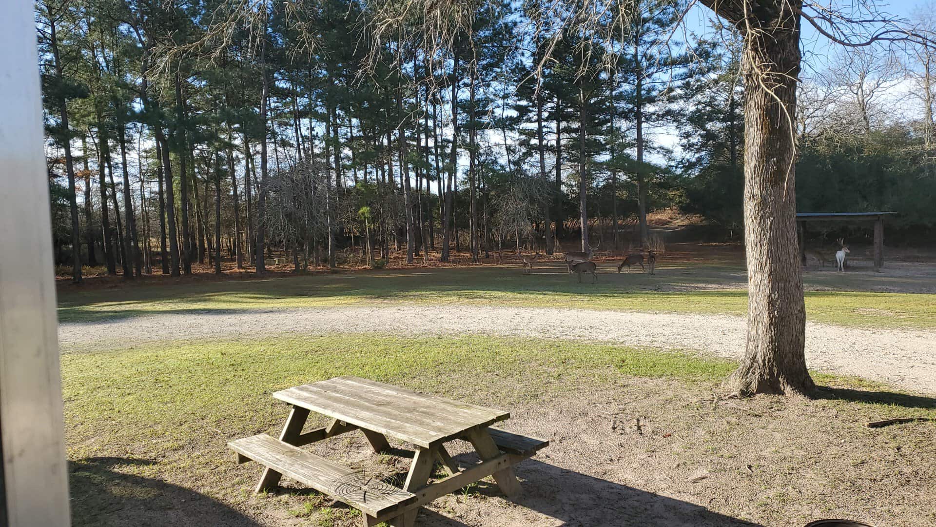 Shaded picnic tables among the pines at Camp Tonkawa Springs