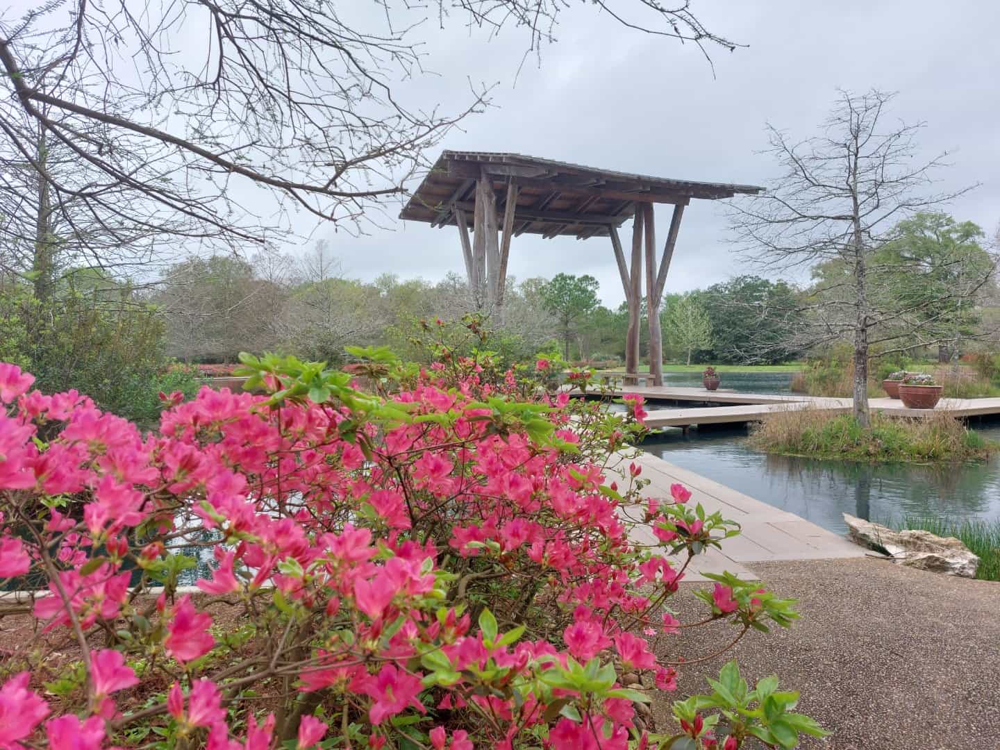Pink azaleas in bloom beside a pond and pavilion at Shangri La Botanical Gardens in Orange, Texas