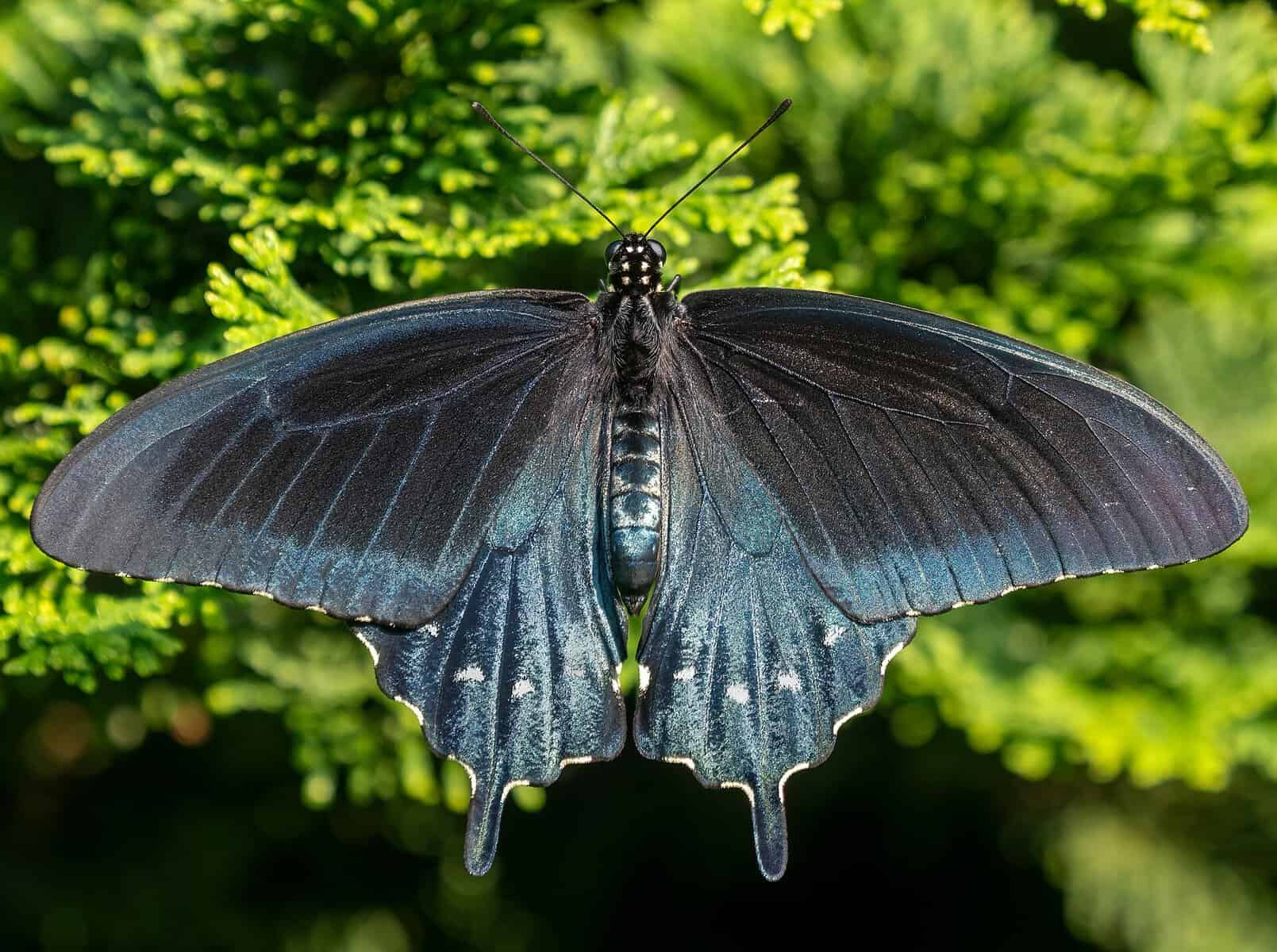 A pipevine swallowtail butterfly, one of the 240-plus species recorded at the National Butterfly Center in Mission, Texas