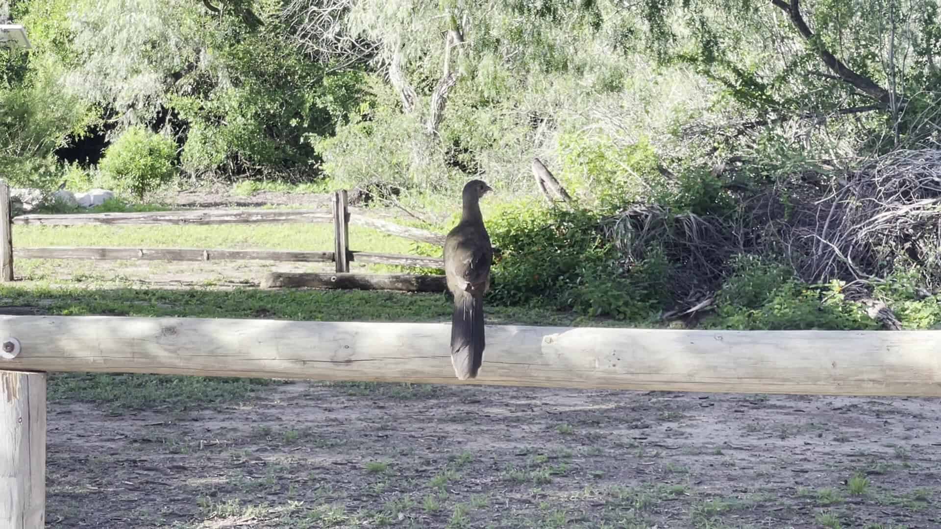 Plain chachalaca perched on a fence rail at the McAllen Nature Center