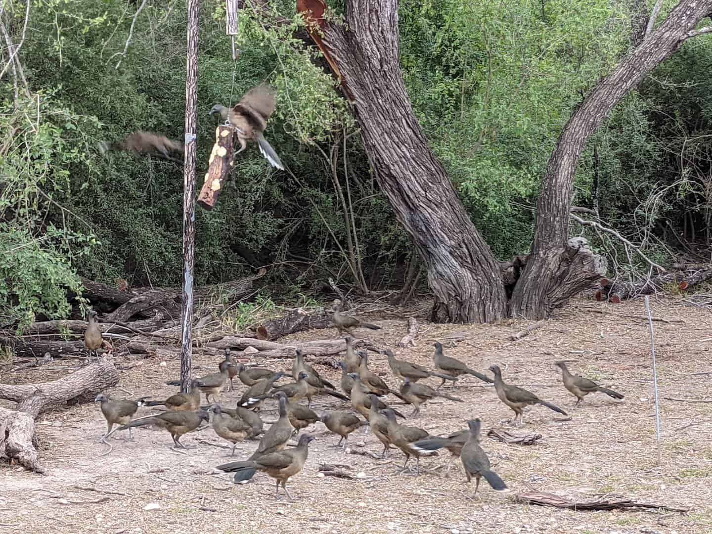 Plain chachalacas gather at a feeding station in Bentsen-Rio Grande Valley State Park