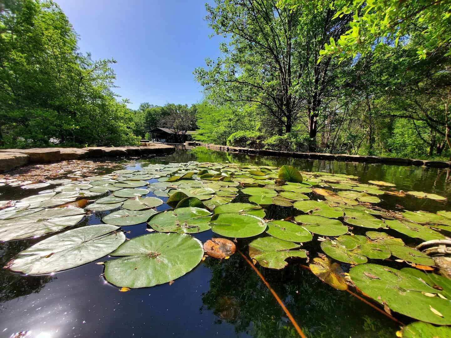 Lily pads on a pond framed by trees at Clark Gardens in Weatherford, Texas
