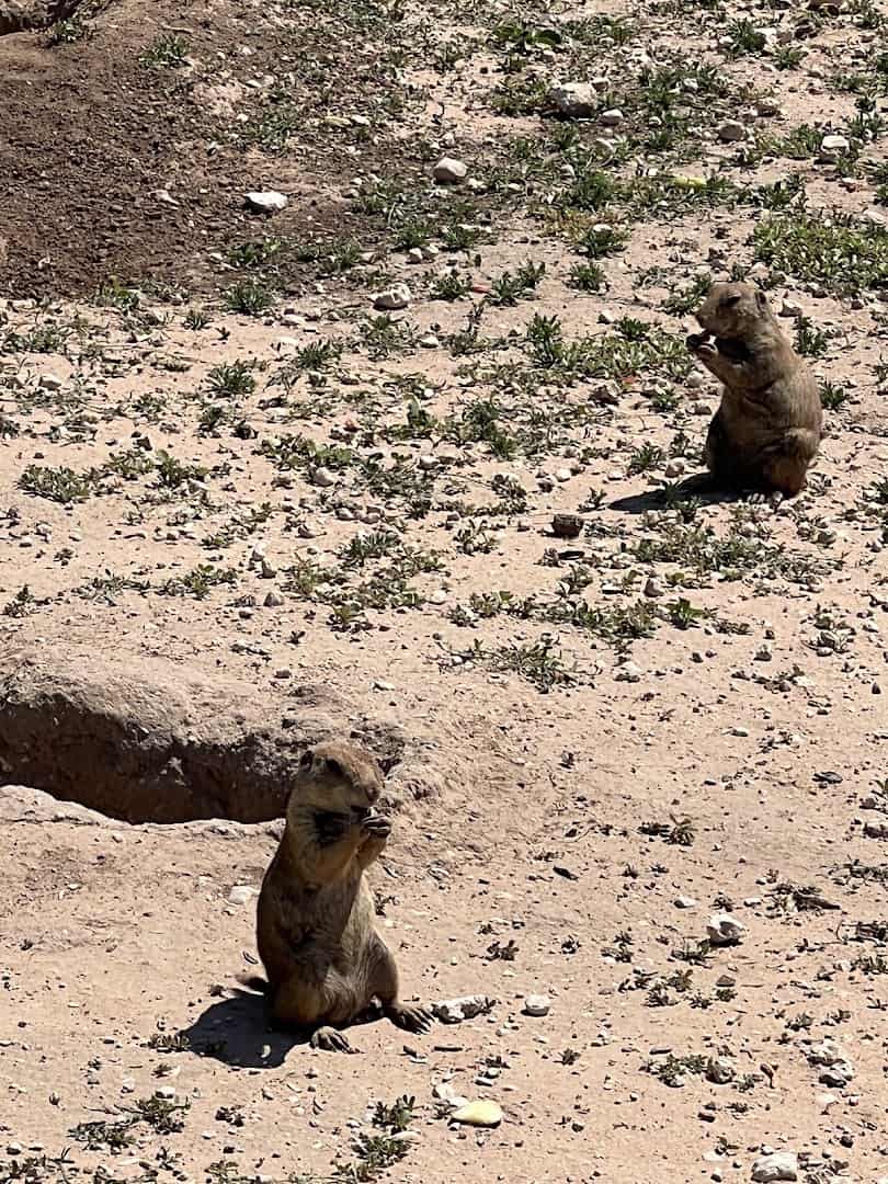 A prairie dog beside a burrow entrance at Prairie Dog Town in Lubbock, Texas