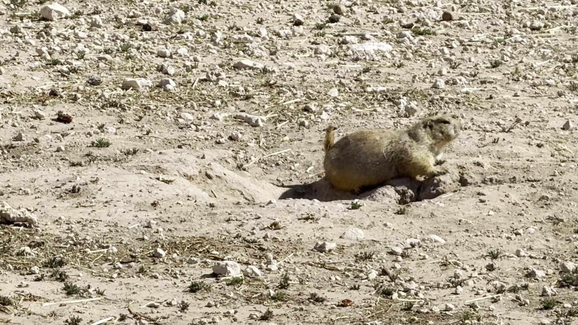 Prairie dog sitting beside its burrow at Prairie Dog Town in Lubbock