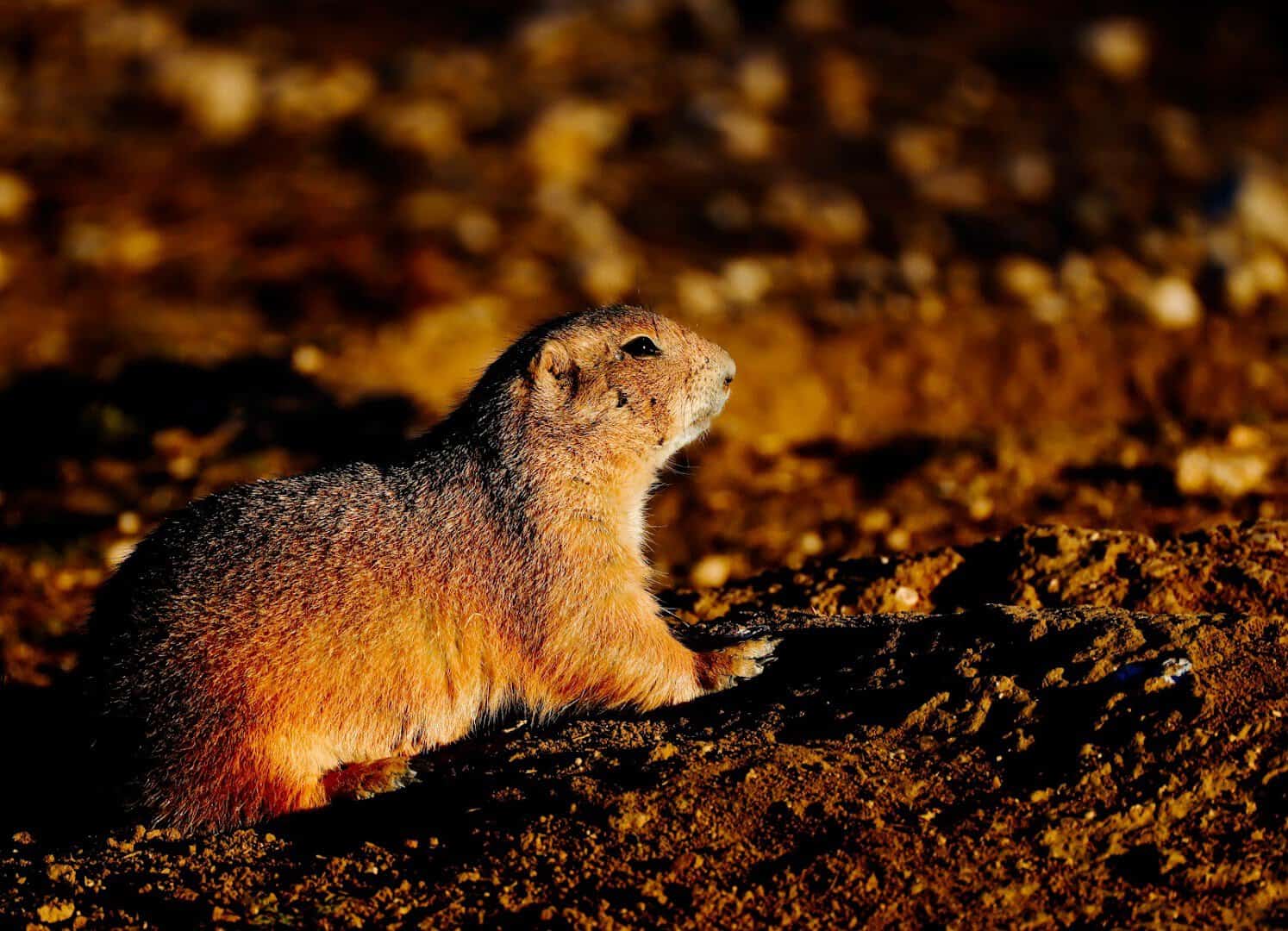 A prairie dog in golden evening light at Prairie Dog Town in Lubbock, Texas