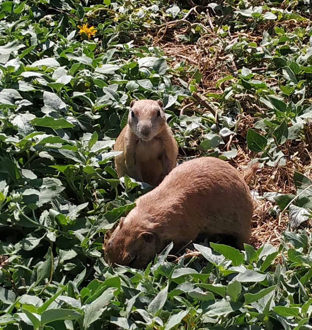 Prairie dog foraging among green plants at Prairie Dog Town in Lubbock