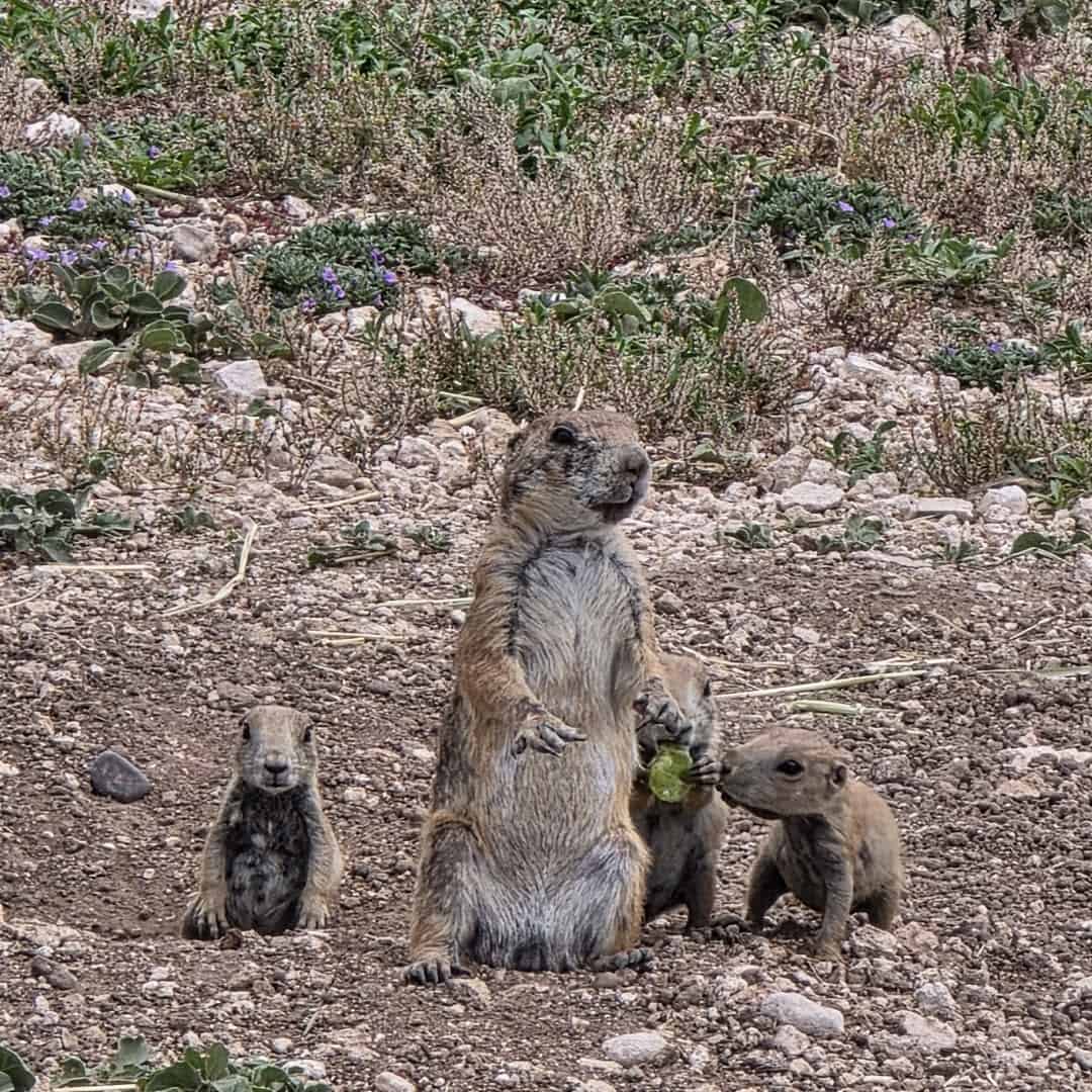 Prairie dog mother with two pups at a burrow at Prairie Dog Town in Lubbock