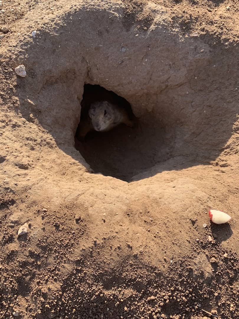 Prairie dog peeking out of its burrow hole at Prairie Dog Town in Lubbock