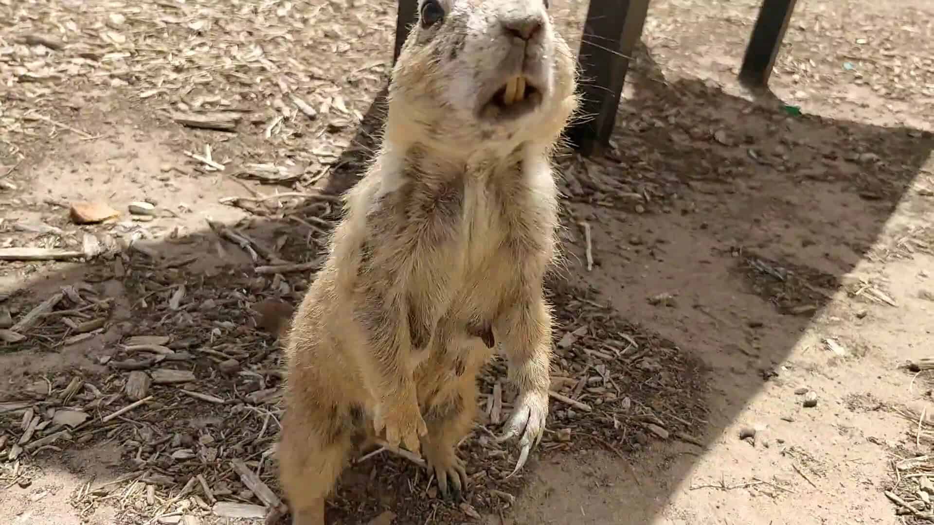 A prairie dog standing alert like a sentry at Prairie Dog Town in Lubbock, Texas