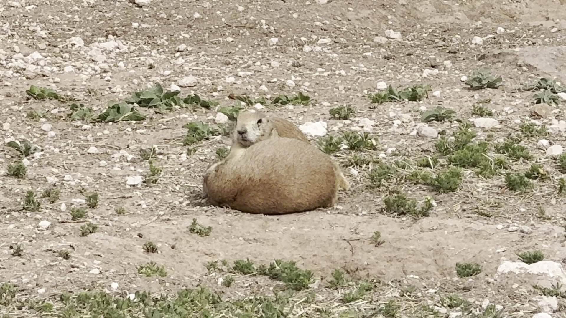 Prairie dog sprawled flat in the sun at Prairie Dog Town in Lubbock