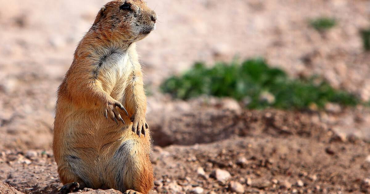 This Little-Known Texas Park Is Home to Hundreds of Prairie Dogs You Can Feed