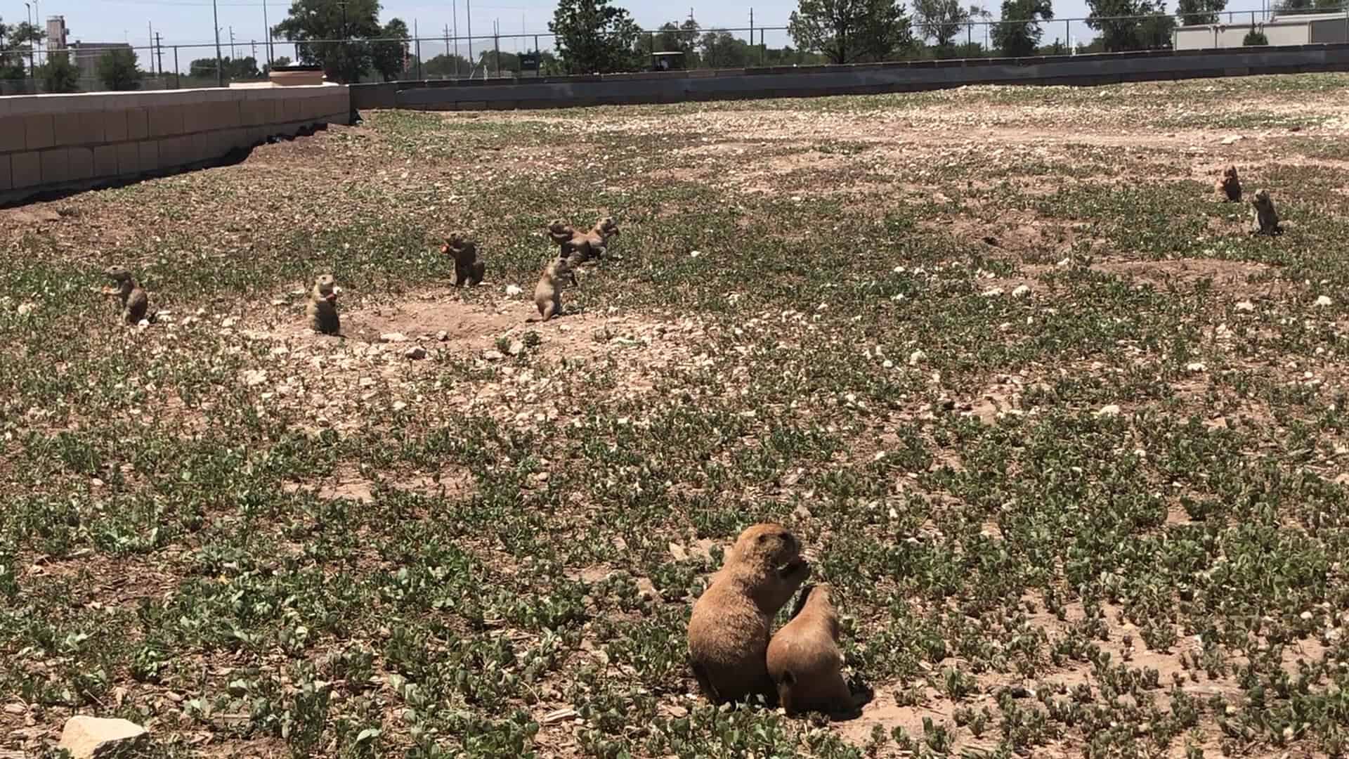 Field full of prairie dogs at Prairie Dog Town in Mackenzie Park, Lubbock
