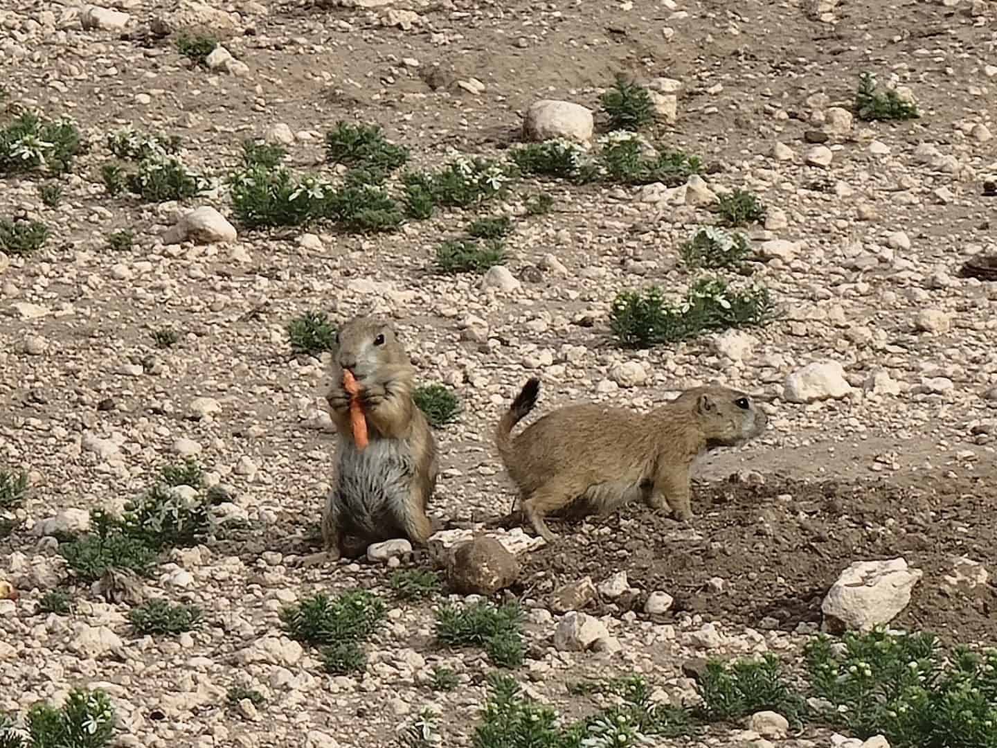 Prairie dogs gathered at a burrow entrance at Prairie Dog Town in Lubbock