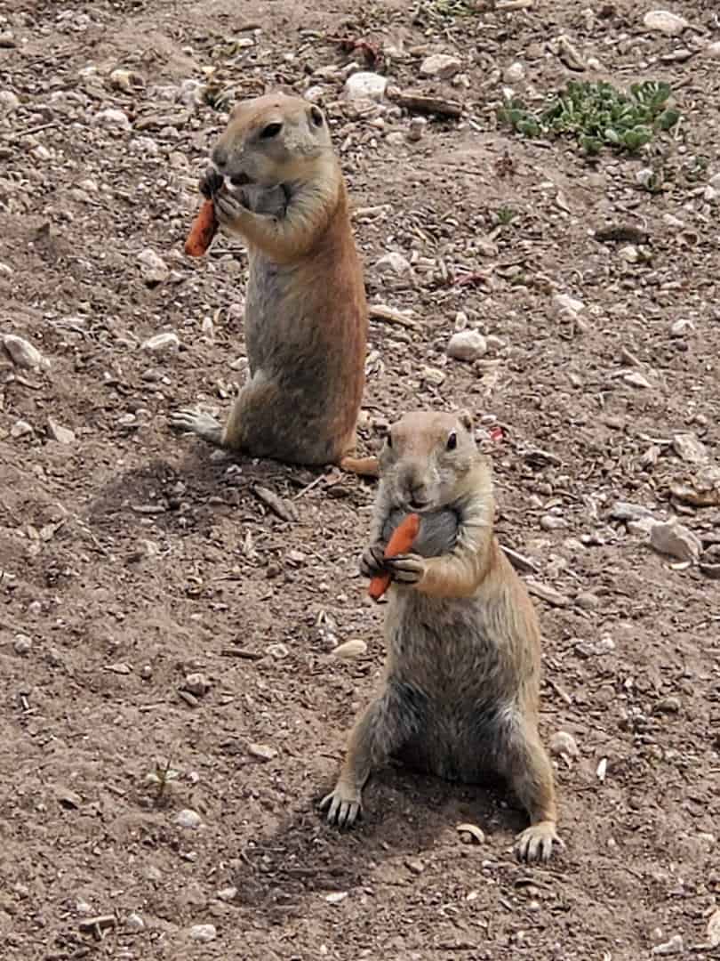 Two prairie dogs standing upright and eating carrots at Prairie Dog Town in Lubbock