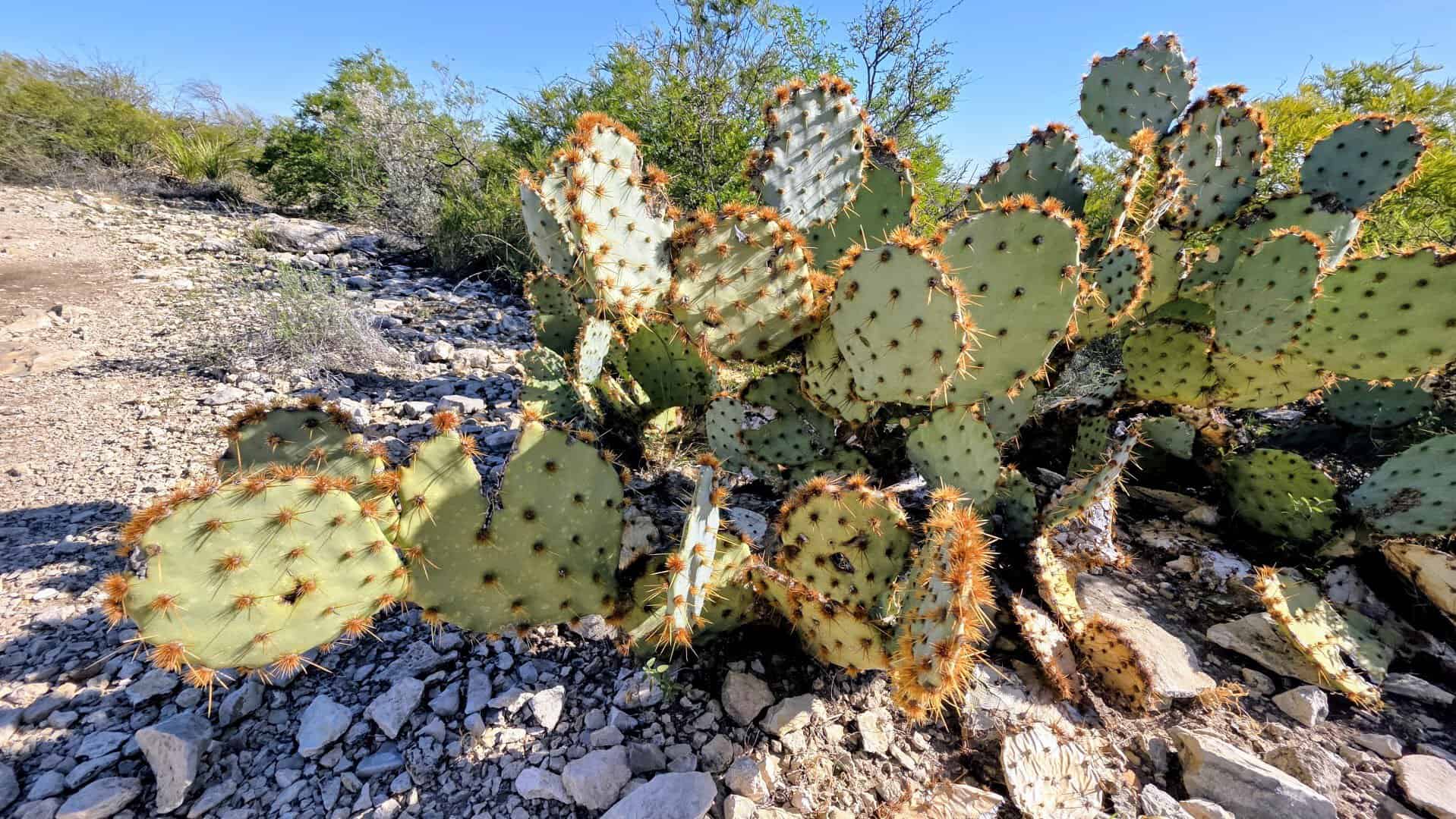 Prickly pear cactus in the Chihuahuan Desert at Seminole Canyon State Park