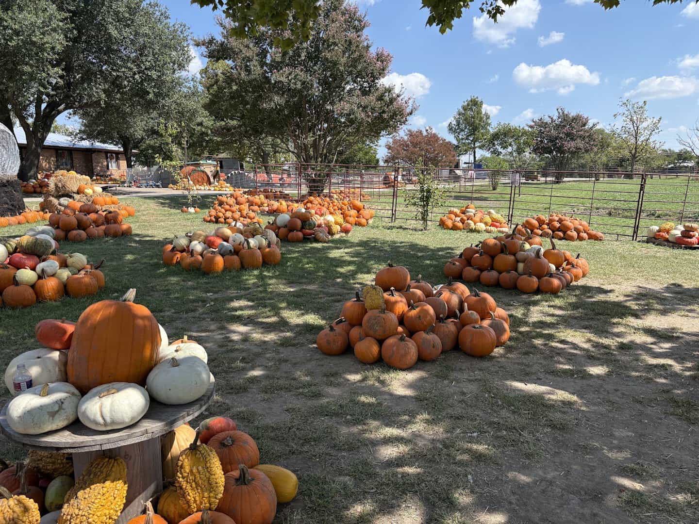 Pumpkin patch at Huddin Homestead Fun Farm in Rockwall, Texas