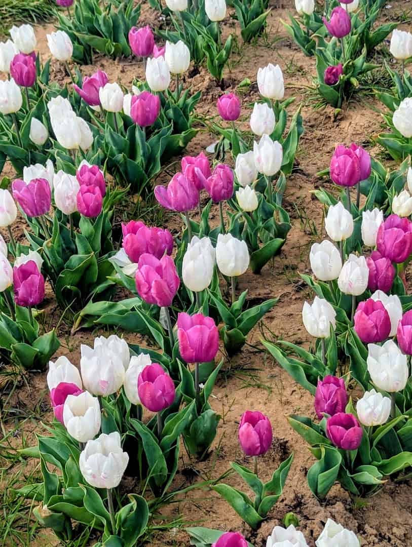 Rows of purple and white tulips in bloom at Texas-Tulips in Pilot Point