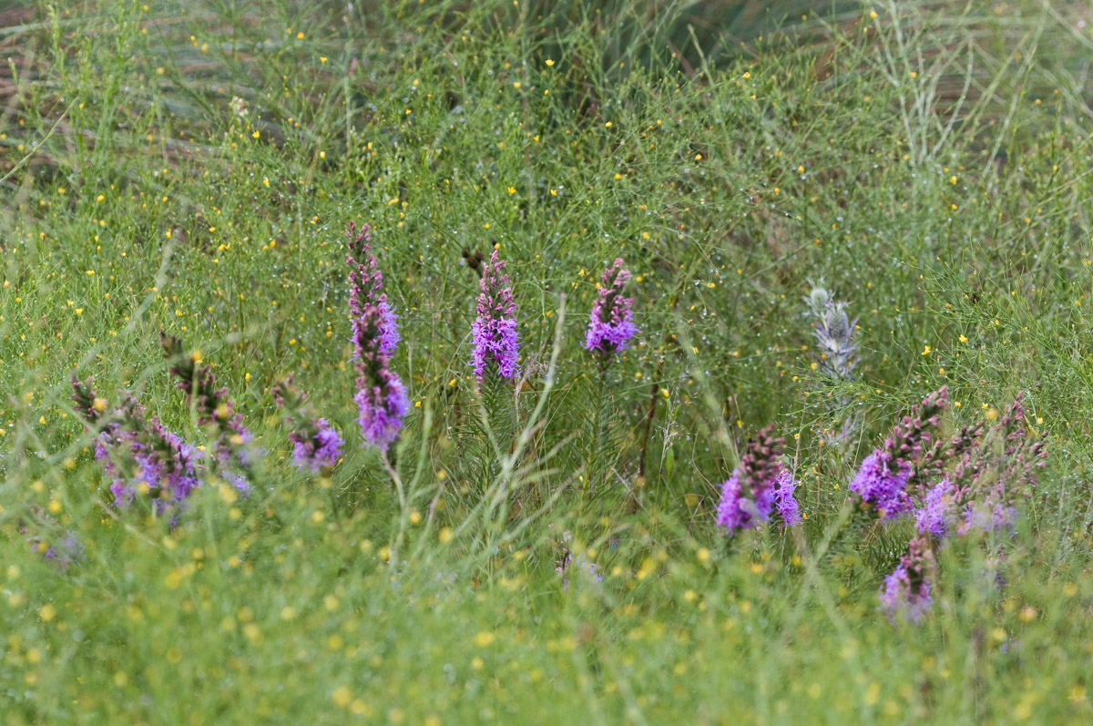 Purple native wildflowers blooming at the Lady Bird Johnson Wildflower Center in Austin