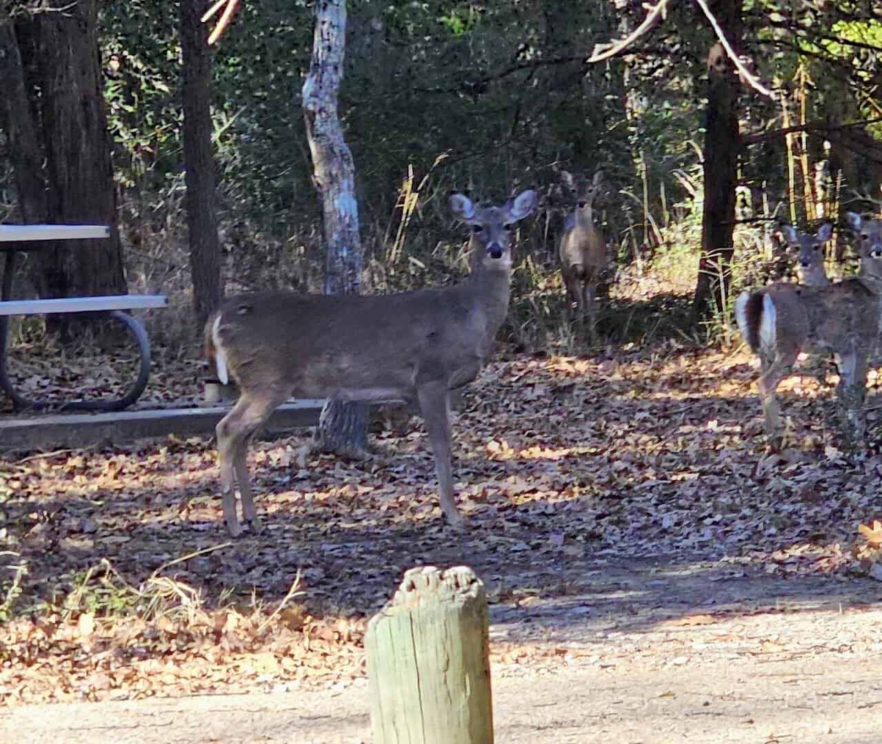 White-tailed deer near a campsite at Purtis Creek State Park