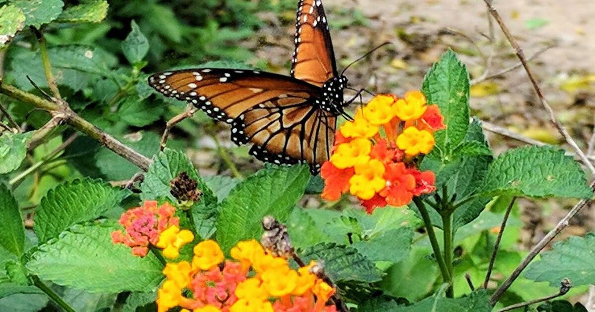 This Hidden Texas Sanctuary Has Logged More Than 240 Fluttering Species