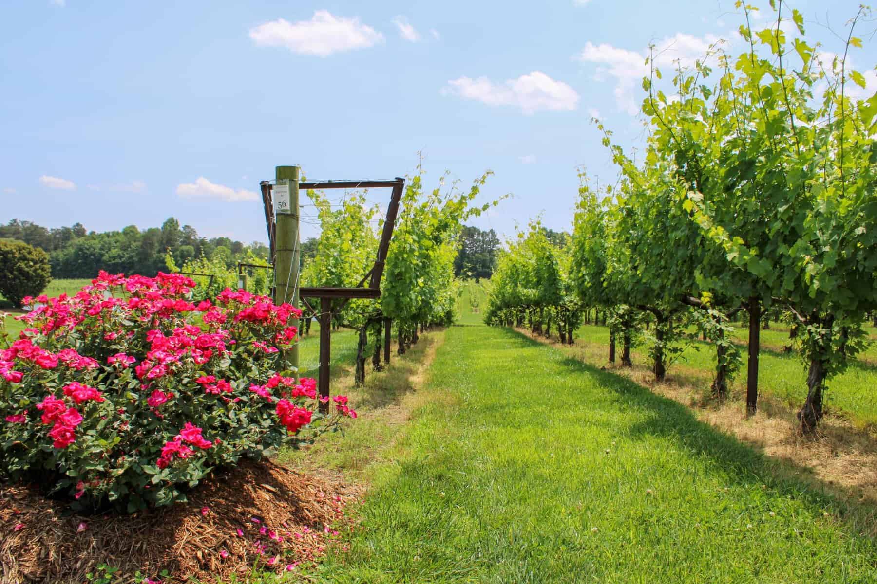 Vineyard rows with roses at Raffaldini Vineyards, Yadkin Valley, North Carolina