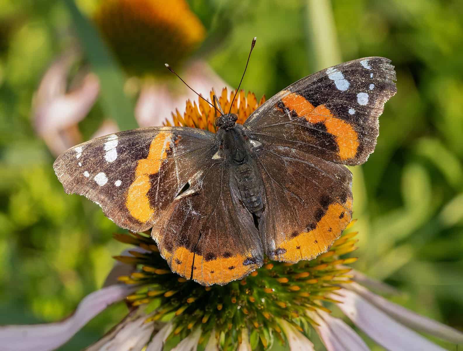 A red admiral butterfly, one of the 240-plus species recorded at the National Butterfly Center in Mission, Texas