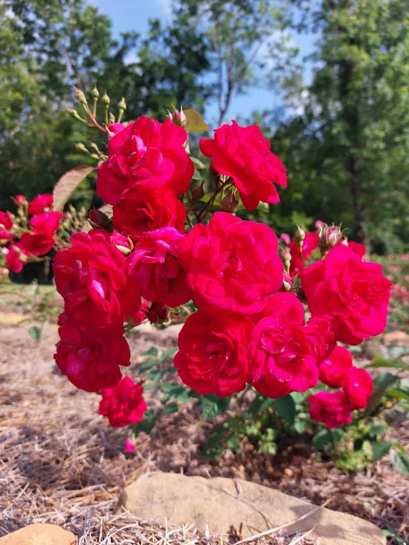 Bright red roses blooming at Beaumont Botanical Gardens