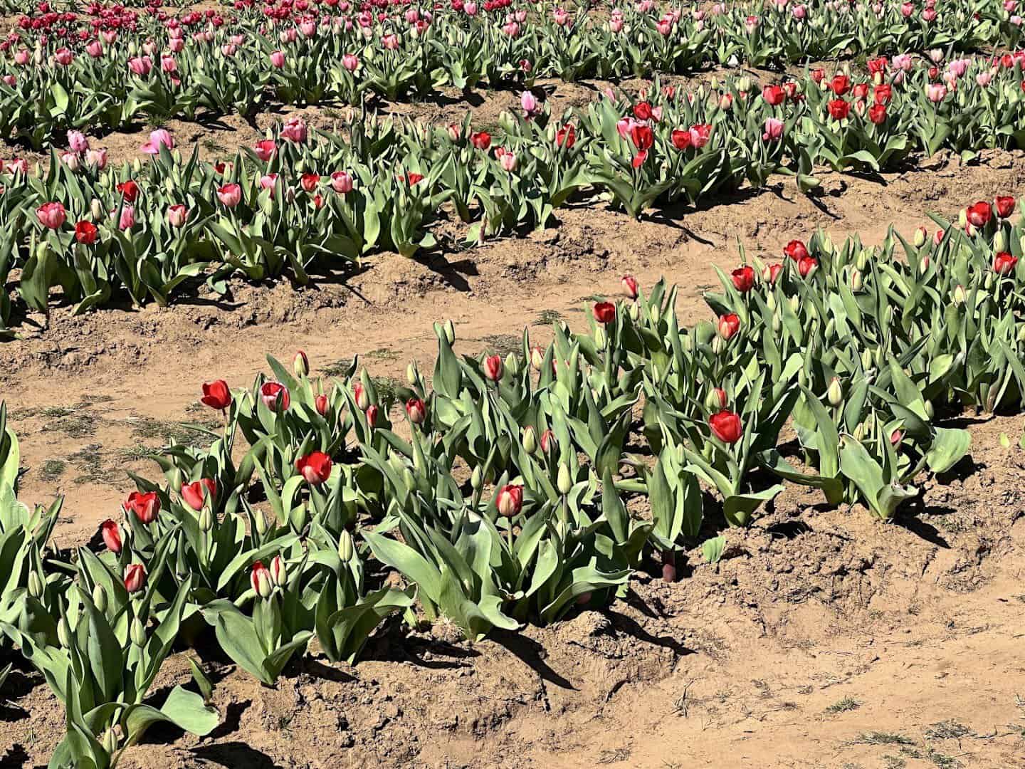 Long rows of red tulips in bloom at Texas-Tulips in Pilot Point