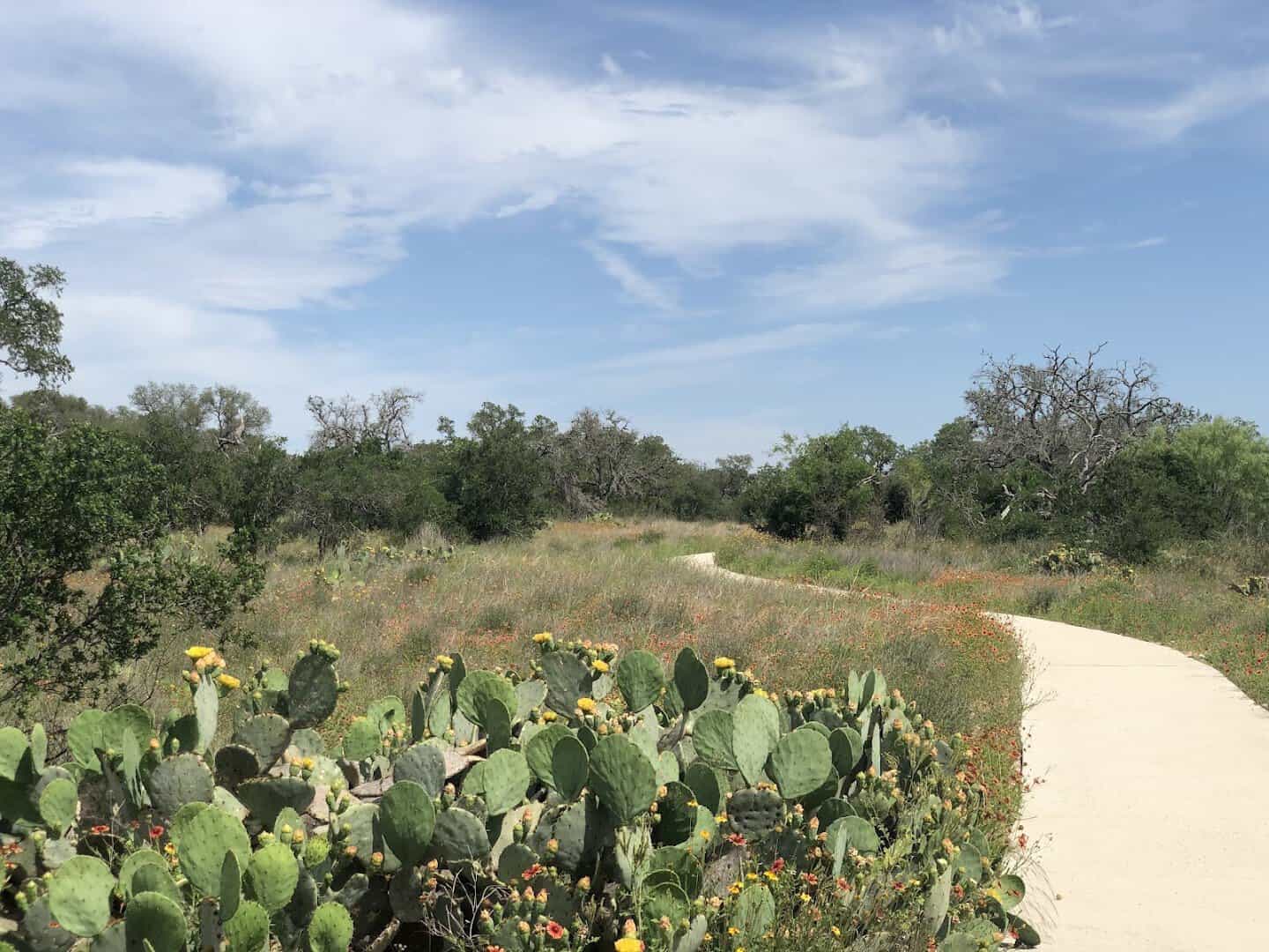 Paved trail winding through prickly pear and wildflowers at Milton Reimers Ranch Park