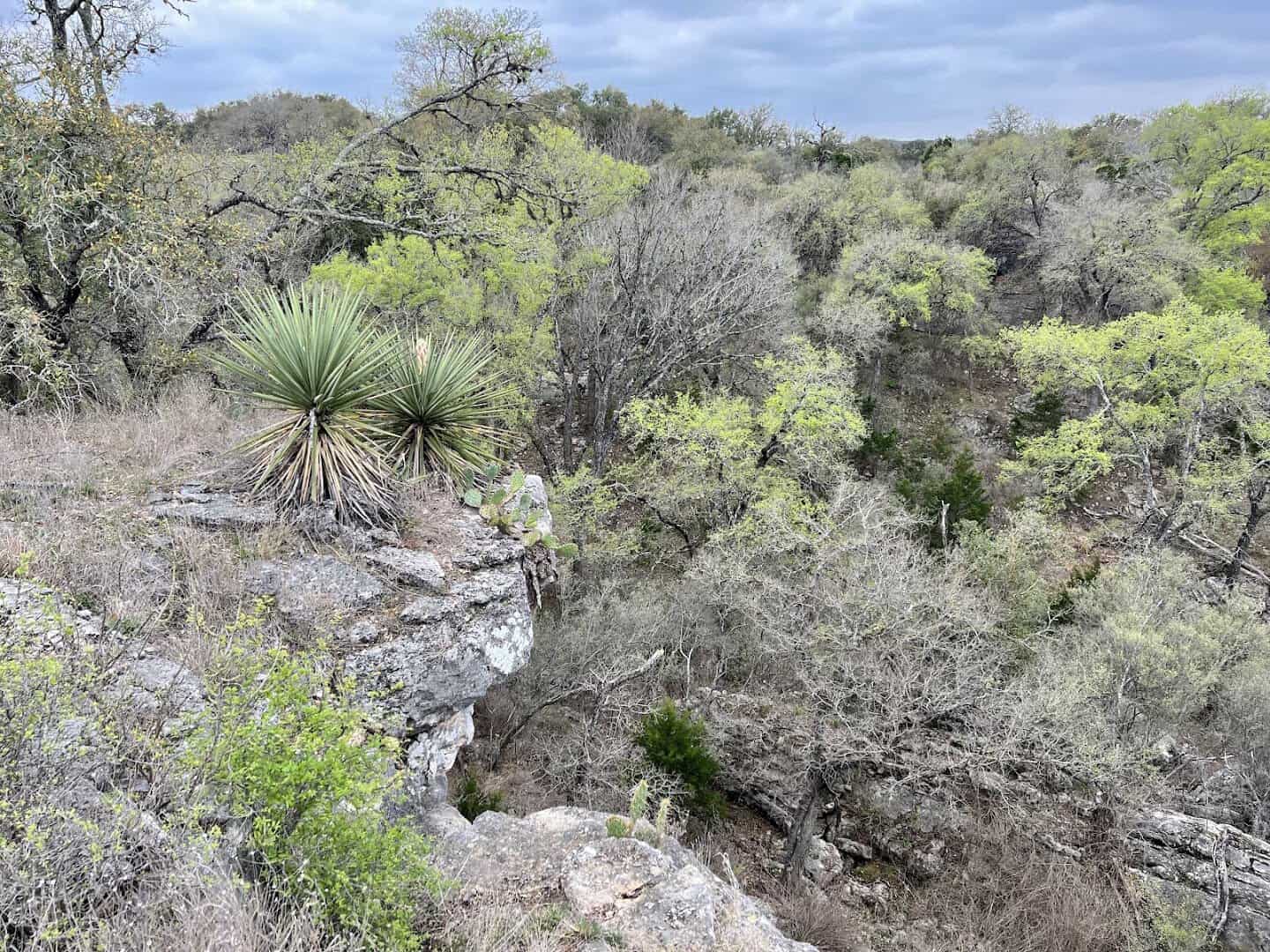 Yucca and a limestone ledge above the wooded canyon at Milton Reimers Ranch Park