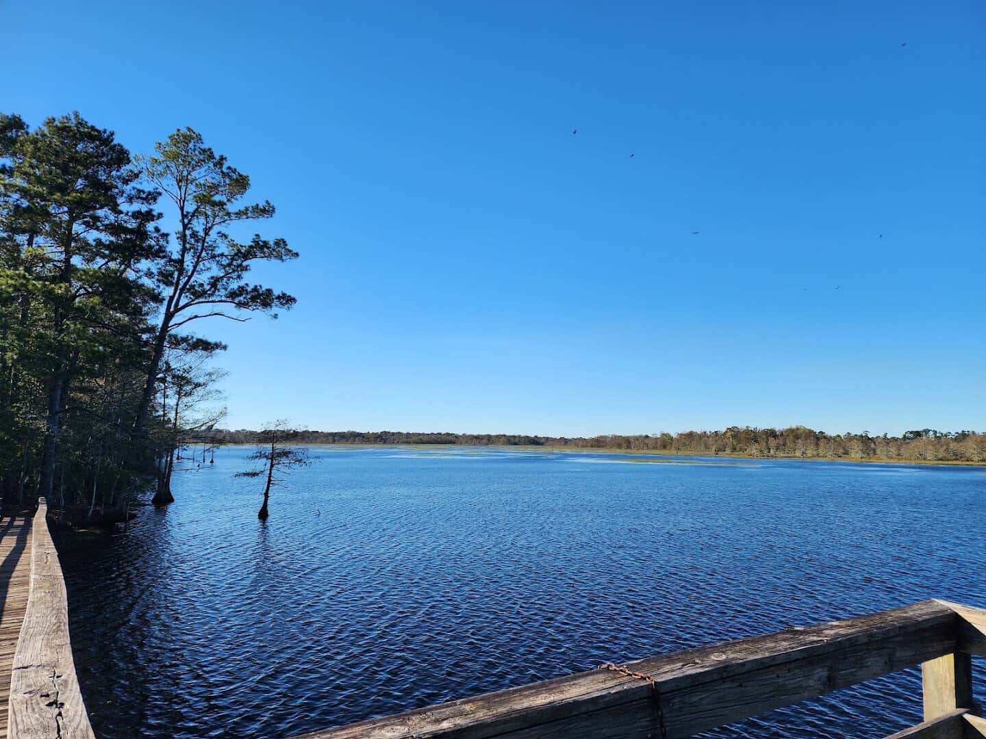 Cypress and dock on the reservoir at Martin Dies Jr State Park