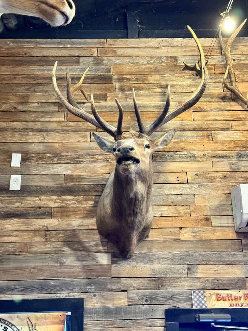 Mounted deer head on the wood-paneled wall at Richter's Antler Cafe in Spring Branch, Texas