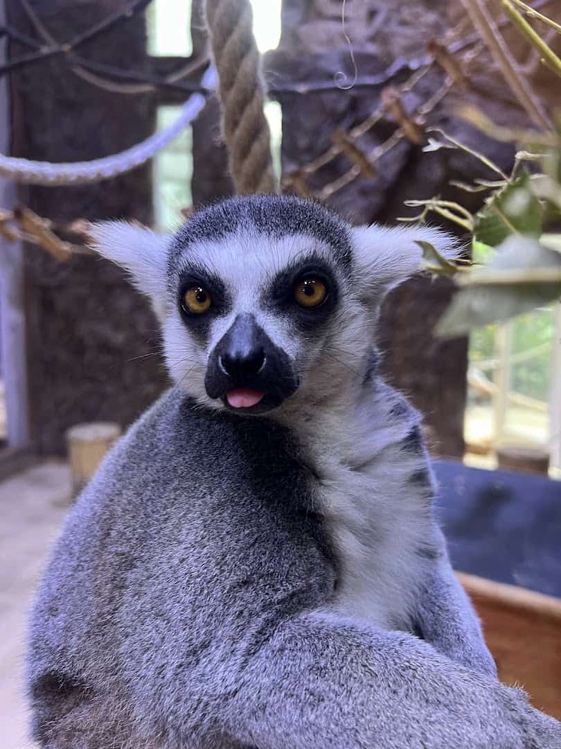 A ring-tailed lemur at the Houston Interactive Aquarium and Animal Preserve