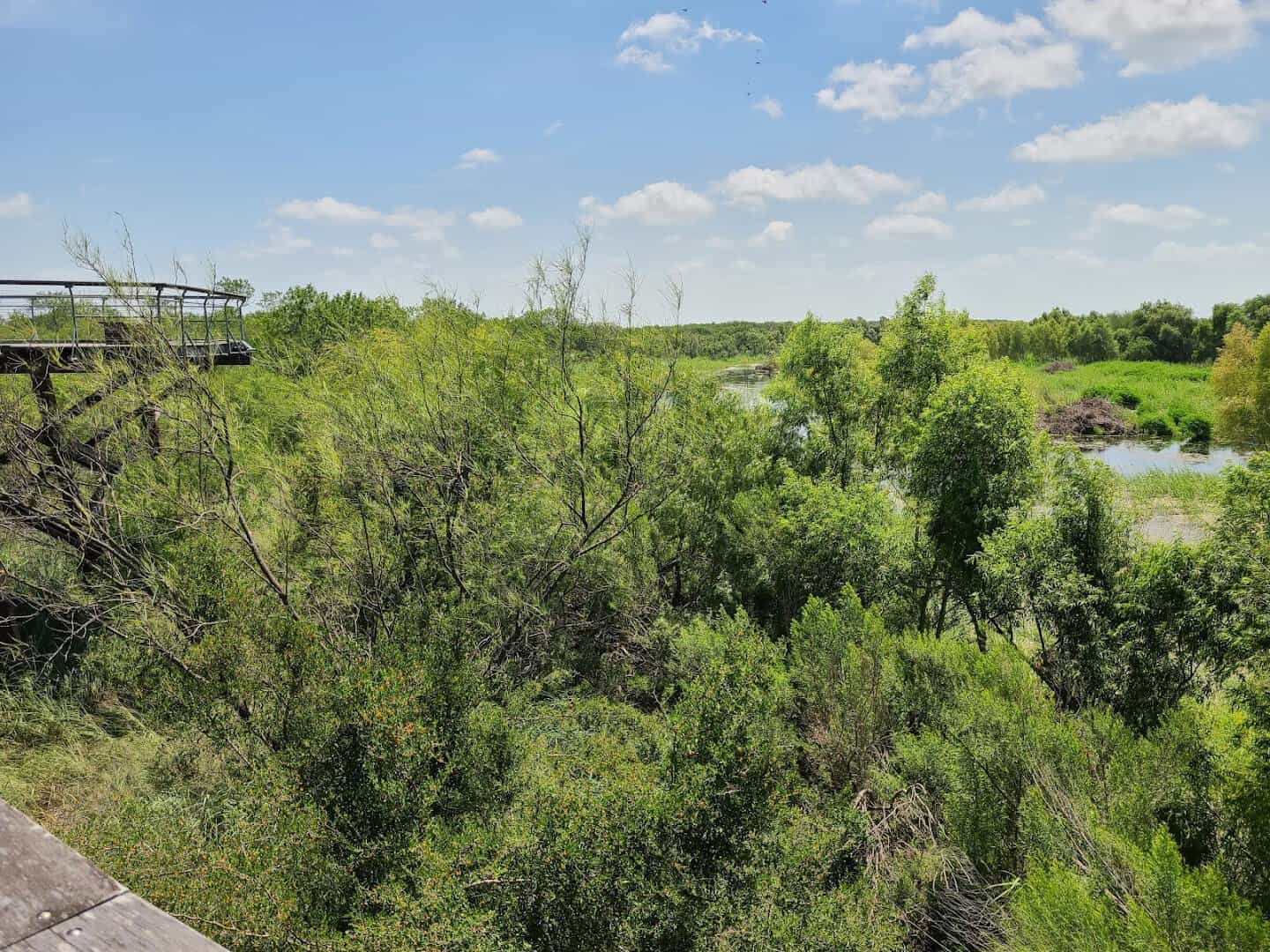 A sweeping view over the Rio Grande floodplain at Bentsen-Rio Grande Valley State Park