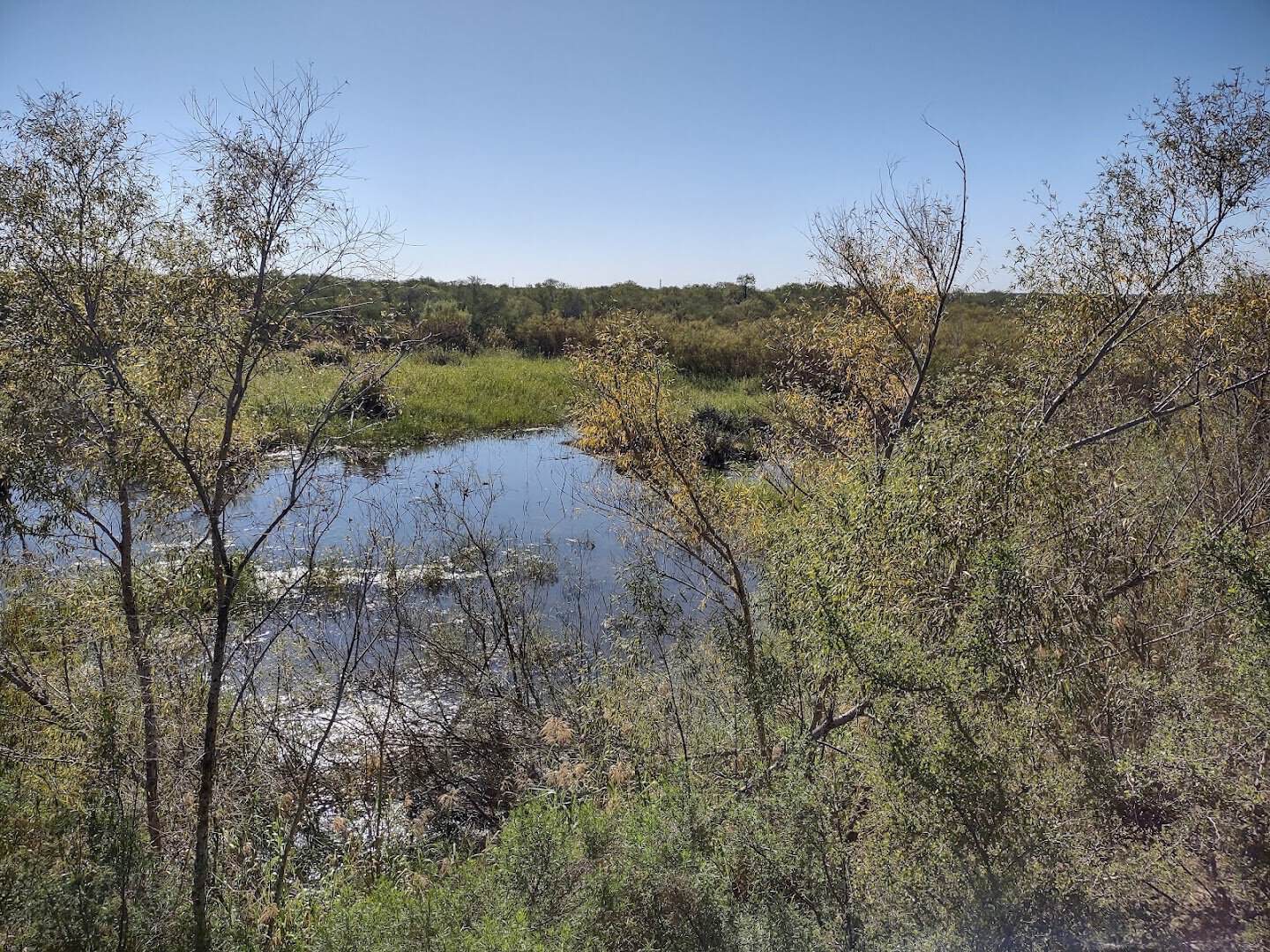 Riparian wetland and thorn scrub at Bentsen-Rio Grande Valley State Park