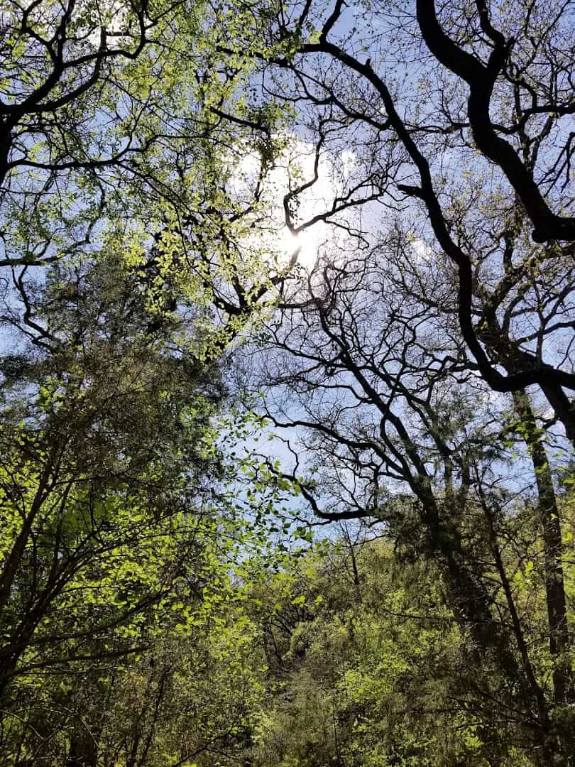 Forest canopy overhead along the trail at River Legacy Park in Arlington