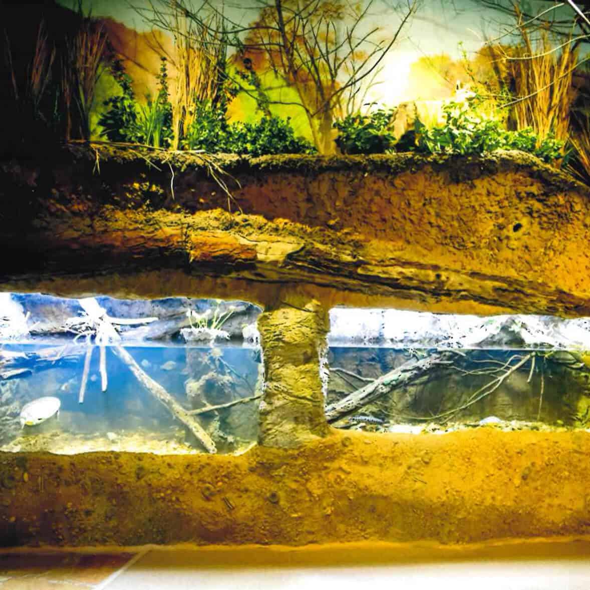 Aquarium and soil-layer exhibit inside the River Legacy Nature Center in Arlington