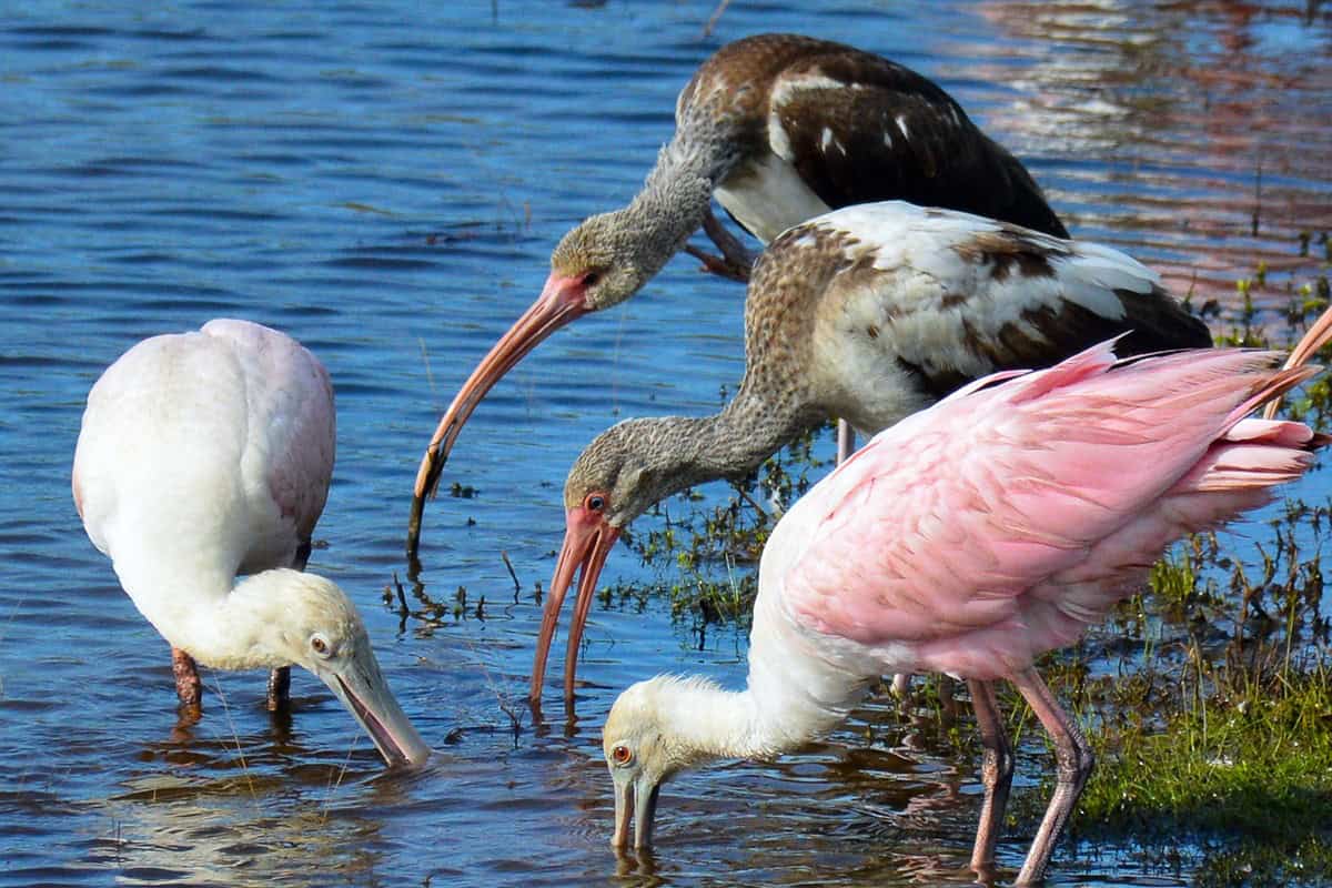 Roseate spoonbill and white ibis feeding in shallow water at Bolivar Flats