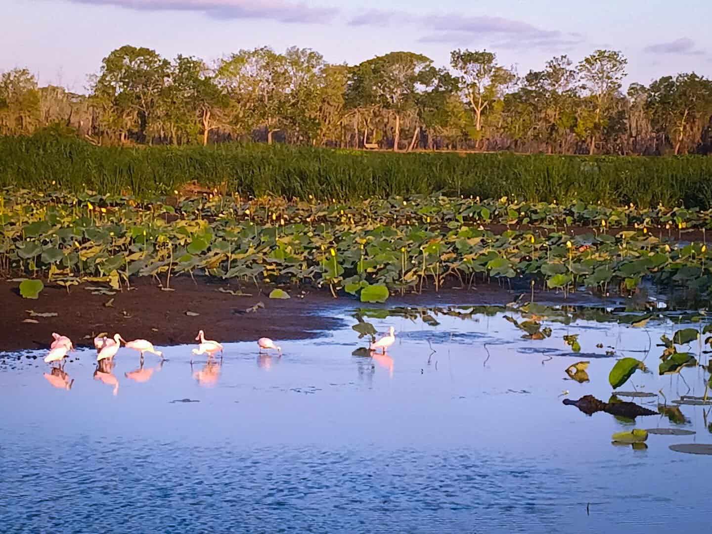 Roseate spoonbills wading in a marsh at Brazos Bend State Park, Texas